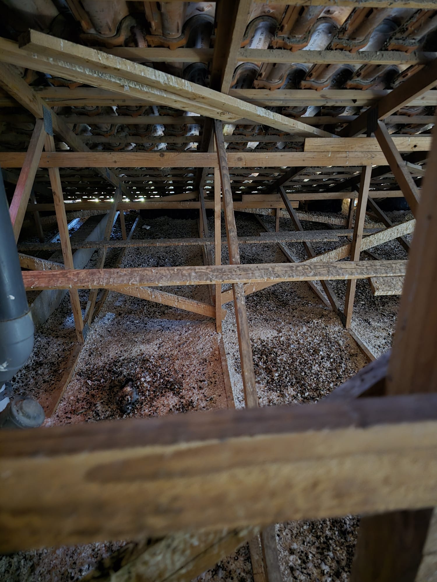 Quels diagnostics préalables pour les fientes de pigeons sur toiture à Levallois-Perret ? Photo 1